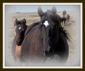 mareandfoal.jpg