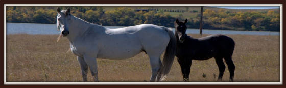 mareandfoal2.jpg